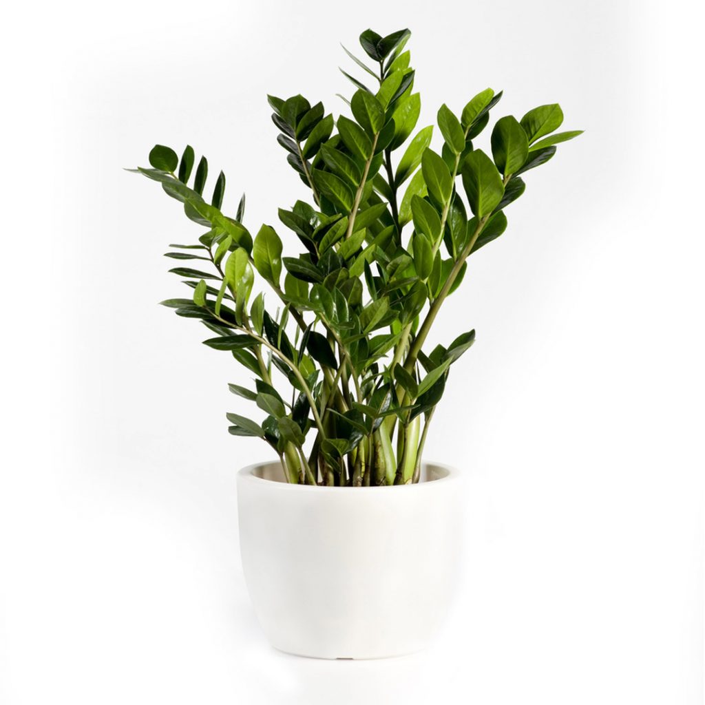 Zamioculcas Plant Zamioculcas - Fleurs de la sagesse