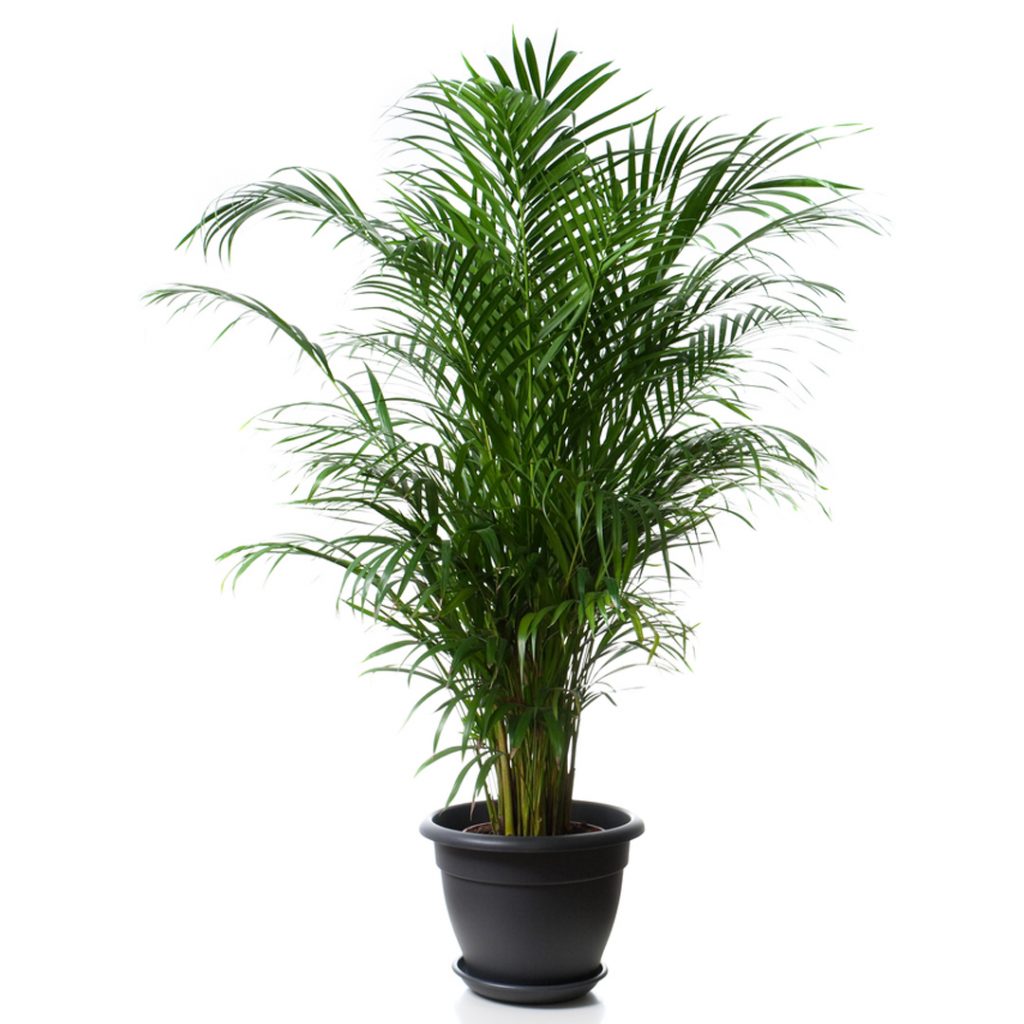 Areca Plant Areca - Fleurs de la sagesse | Beirut Lebanon